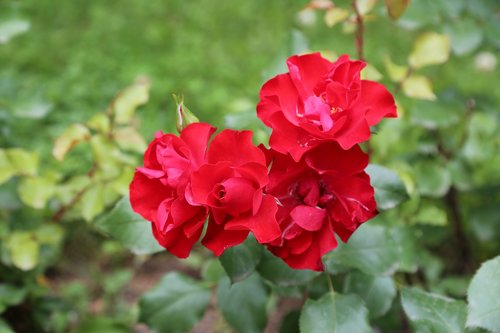 rose  red rose  rosewood