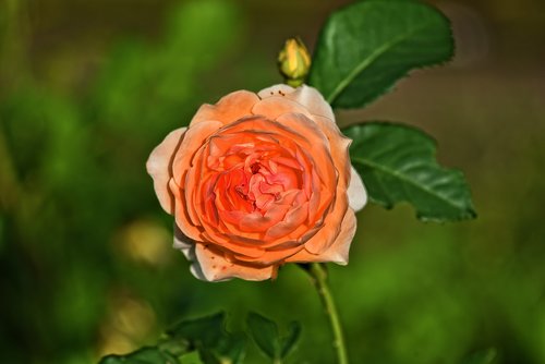 rose  plant  flower