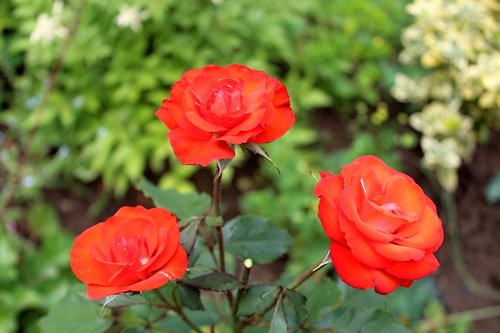 rose  garden  flower