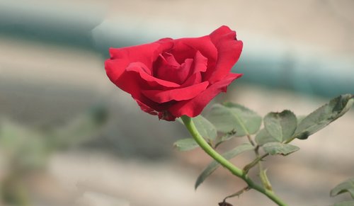 rose  flower  floral