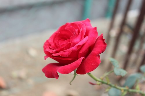 rose  red rose  flora