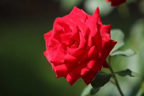 rose  red roses  nature