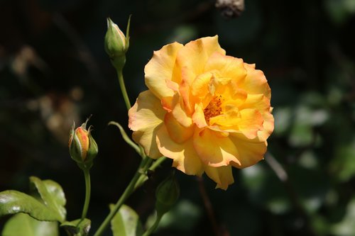 rose  yellow roses  nature