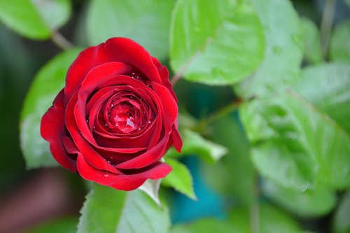 rose  red  red rose