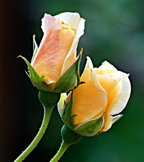 rose  yellow  rose blooms