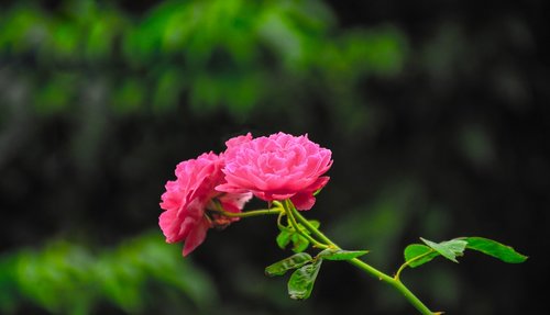 rose  pink rose  pink