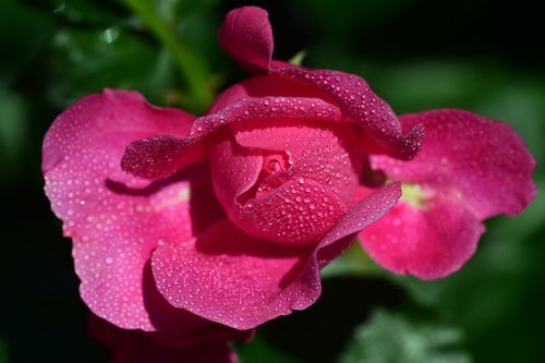 rose  pink  pink rose