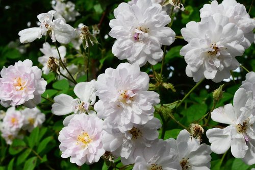 rose  rambler  flower