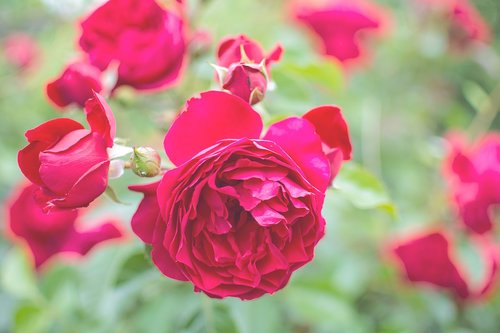 rose  garden  flowers