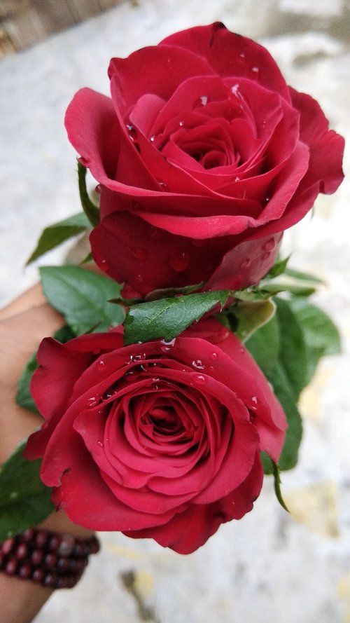 rose  love  romance