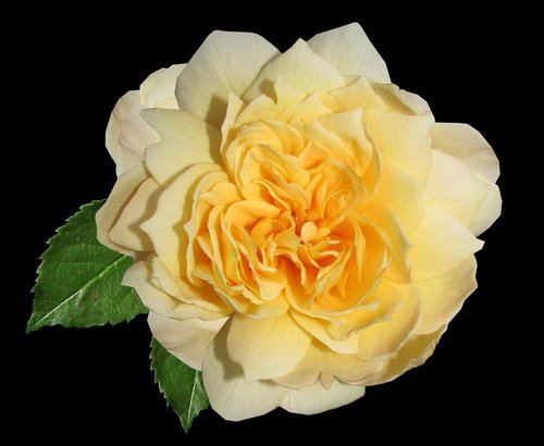 rose  yellow  bloom