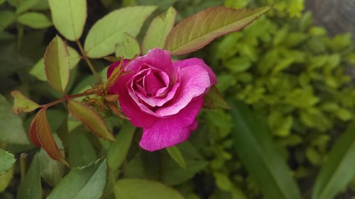 rose  bangladesh  natural