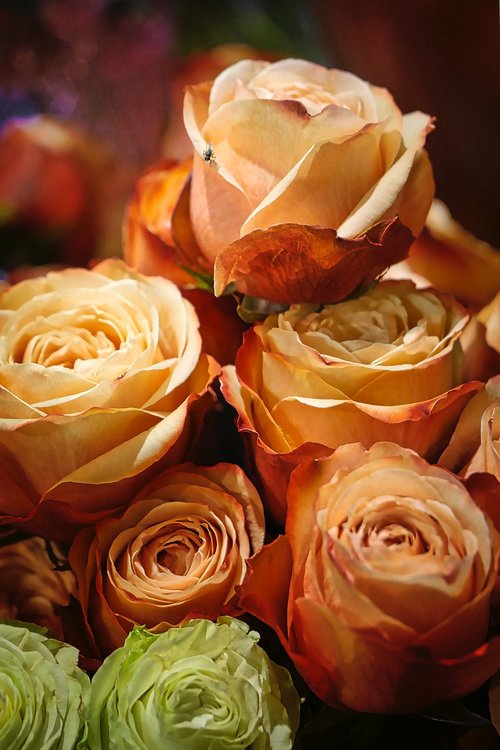 rose  arrangement  love