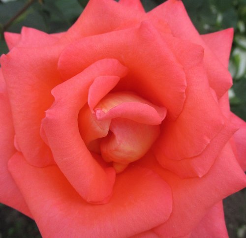 rose  petal  flower