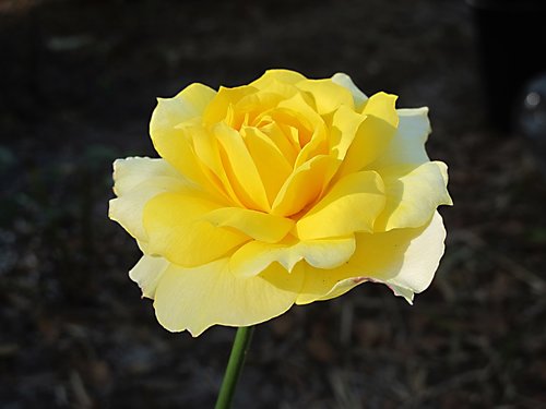 rose  yellow rose  flower