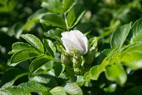 rose  rose bush  bud