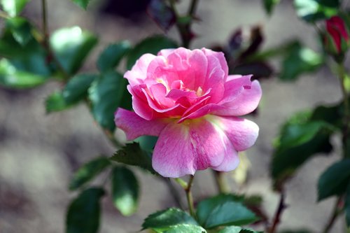 rose  flower  pink rose