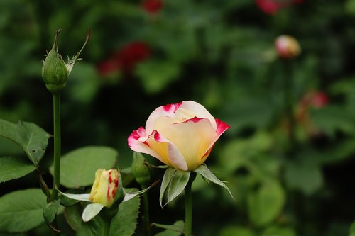 rose  flower  garden