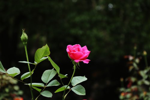 rose  flower  garden