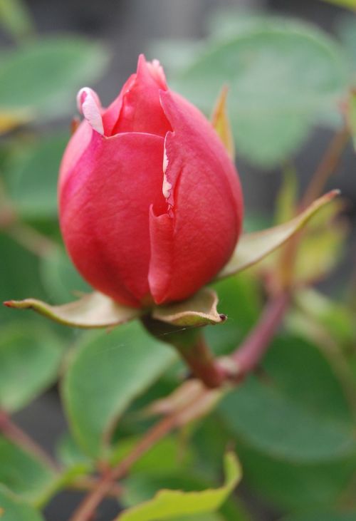 rose bud flower