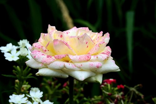 rose  flower  petals