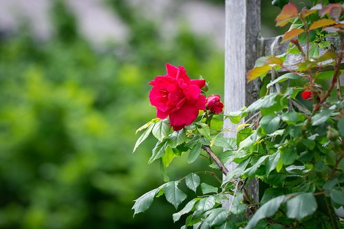 rose  garden  red roses