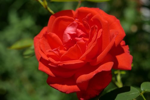 rose  red  romance