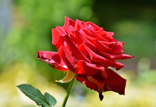 rose  red rose  blossom