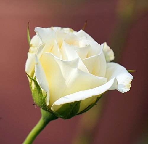 rose  white  blossom