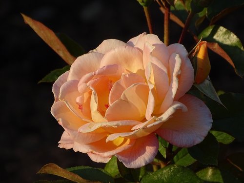 rose  evening  blossom
