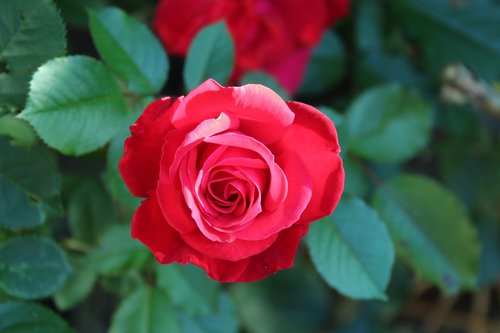 rose  red rose  romance