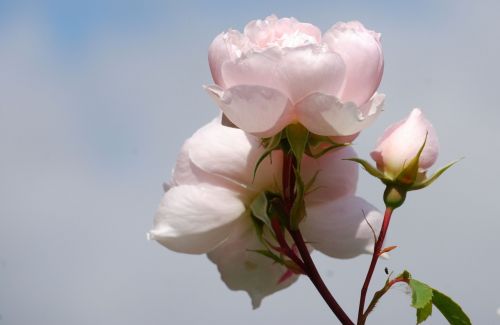 rose flowers fragrance