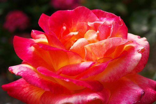 rose  beauty  blossom