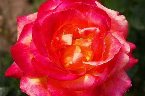 rose  beauty  blossom