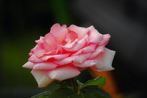 rose  the beauty of nature  flower