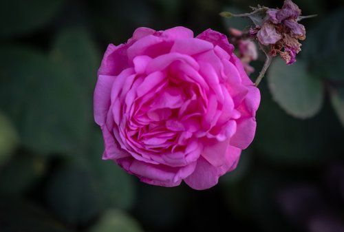 rose  romantic  violet