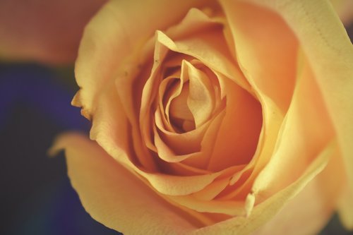 rose  roses  yellow