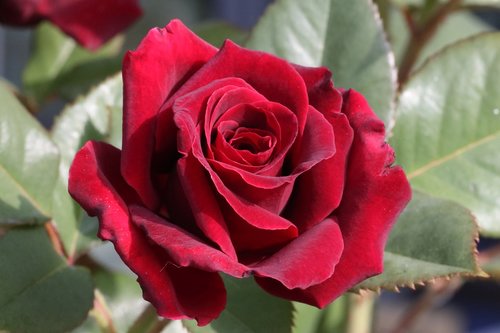 rose  flower  beautiful