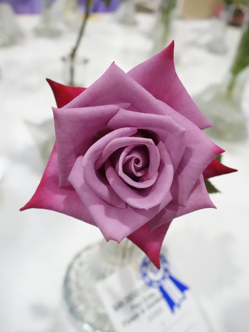 rose  pink  magenta