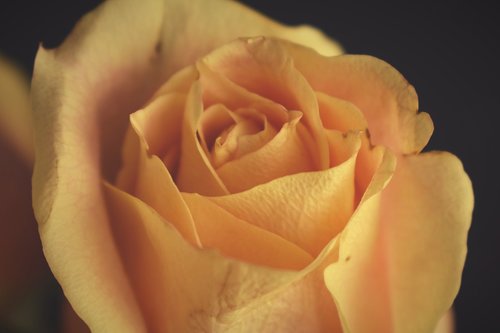 rose  roses  yellow
