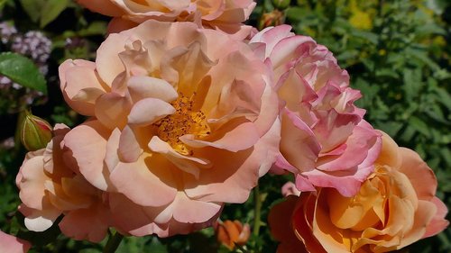 rose  garden rose  flower