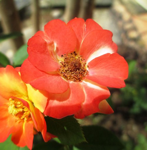 rose  orange  flowers