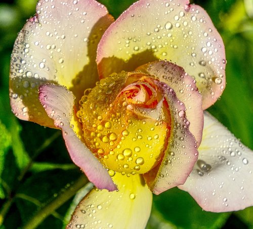 rose  drop of water  wet