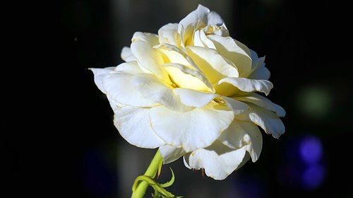 rose  white  flowers