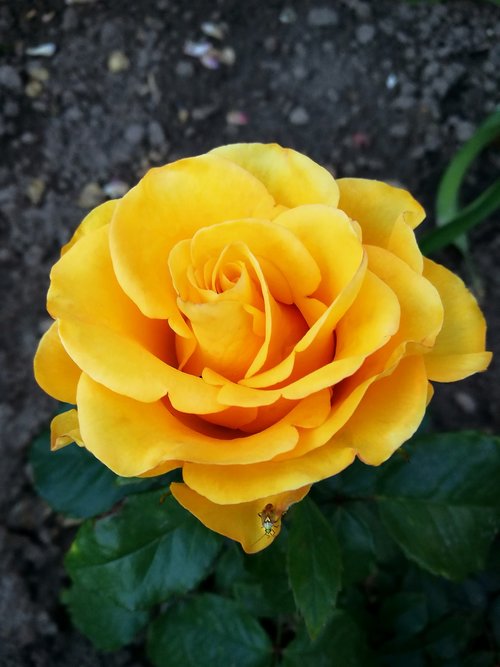 rose  garden  yellow rose