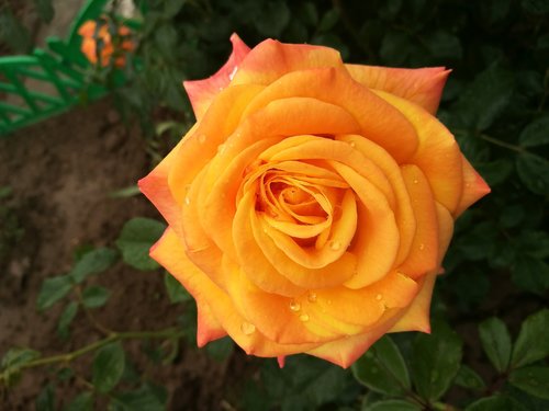 rose  garden  yellow rose