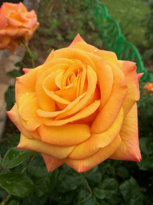 rose  garden  yellow rose