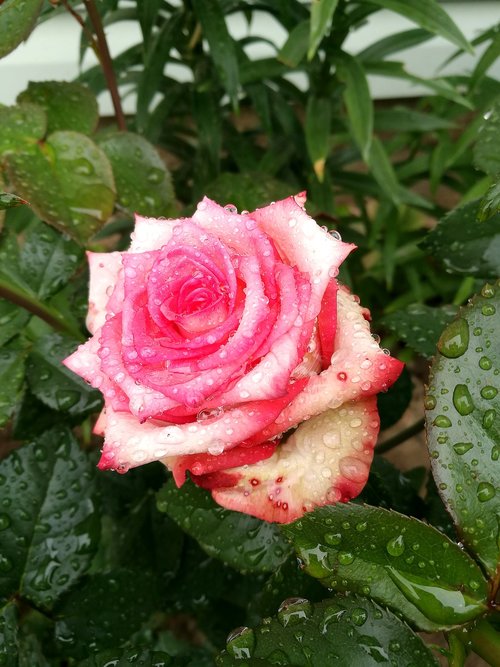 rose  garden  pink rose