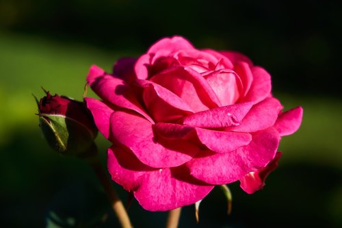 rose  heidi klum  floribunda