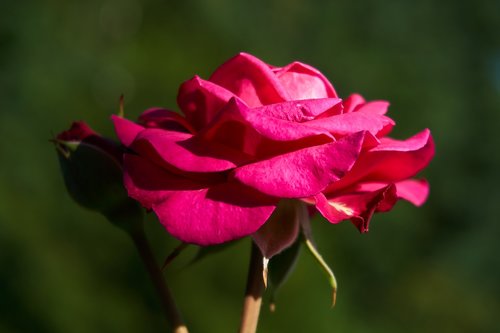 rose  heidi klum  floribunda